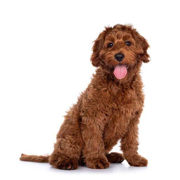 istock Cobberdog pup on white background 1305098795