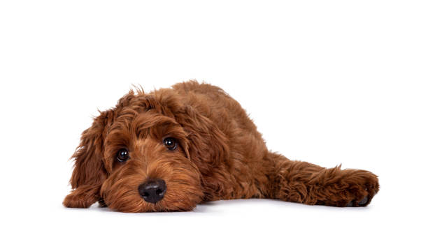 istock Red Cobberdog pup on white 1305098836