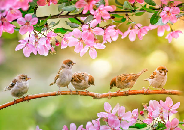 istock funny chicks sparrows sit in spring sunshine on the branches of an apple tree with pink flowers 1305098998