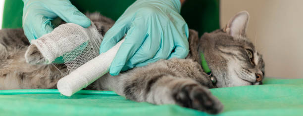 Sad grey cat with broken leg at vet surgery. Male doctor veterinarian with stethoscope is bandaging paw of grey cat at vet clinic stock photo