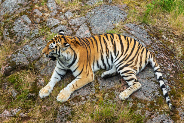 istock Large tiger lying down on a rock at a Zoo in Sweden 1305101282