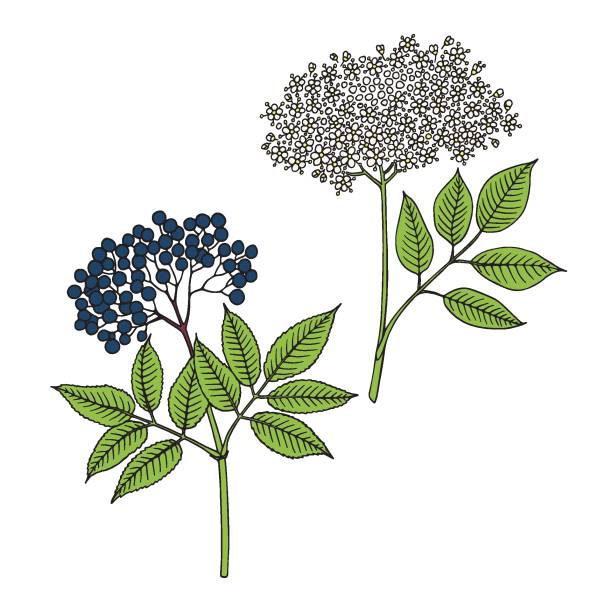 ilustrações, clipart, desenhos animados e ícones de elderberry (sambucus nigra). frutas, flores e folhas. ilustração vetorial desenhada à mão no estilo esboço. - leaf tree maple leaf green