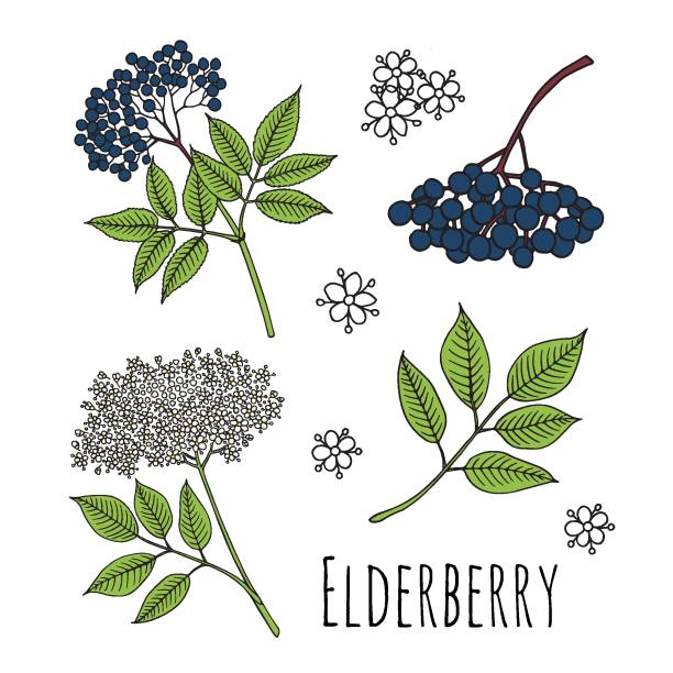 ilustraciones, imágenes clip art, dibujos animados e iconos de stock de elderberry (sambucus nigra). frutas, flores y hojas. ilustración vectorial dibujada a mano en estilo de croquis. - elderberry