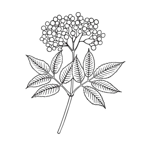 ilustrações, clipart, desenhos animados e ícones de elderberry (sambucus nigra). frutas, flores e folhas. ilustração vetorial desenhada à mão no estilo esboço. - leaf tree maple leaf green