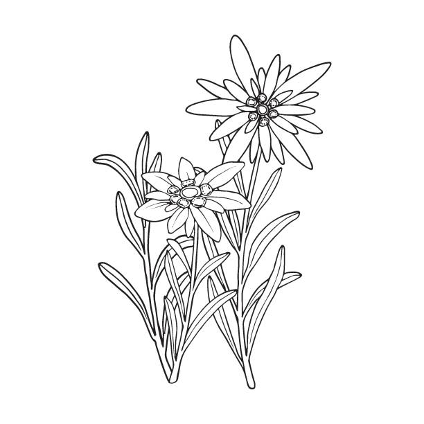 illustrations, cliparts, dessins animés et icônes de edelweiss - alpine flower