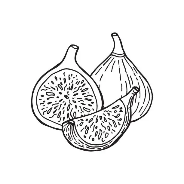 Vector illustration of Fig fruit. Drawing in sketch style. Hand drawn vector illustration.