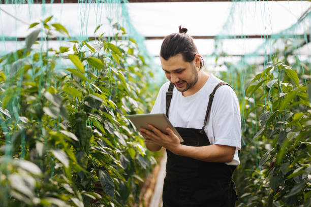 istock Man using a tablet to examine peppers and their growth 1305101941