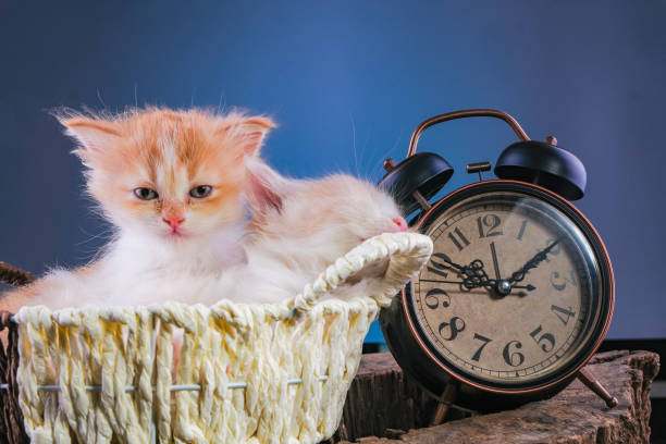 istock Kittens ready to sleep together in a basket 1305102006