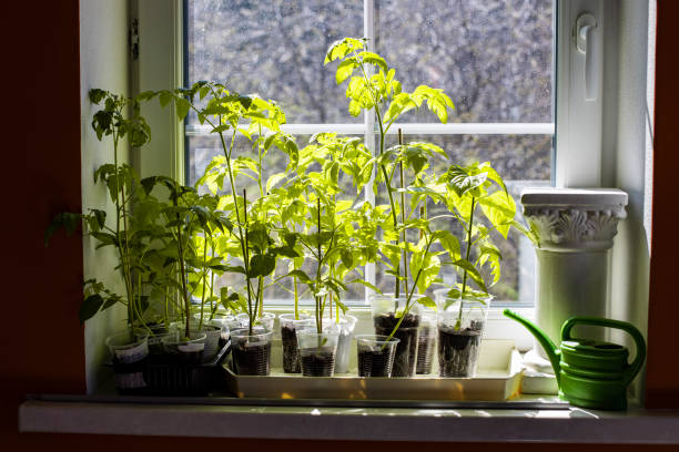 sprouts of tomato and pepper stand on the window sill in the sunlight stock photo