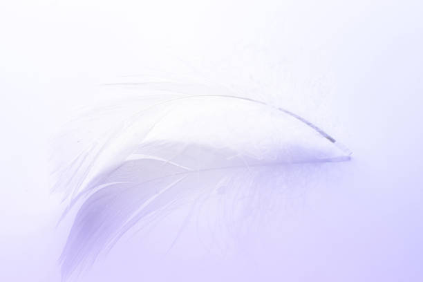 istock Feather soft. Multicoloured pastel angel feather closeup texture on white background in macro photography, soft focus. Fashion color trends spring summer. 1305103013