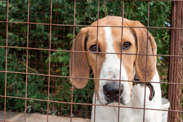 istock Large hunting dog behind bars in an aviary 1305103147