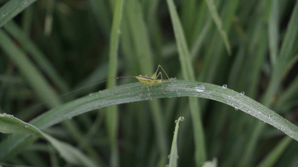 istock A grasshopper is on a leaf of a paddy plant 1305103164