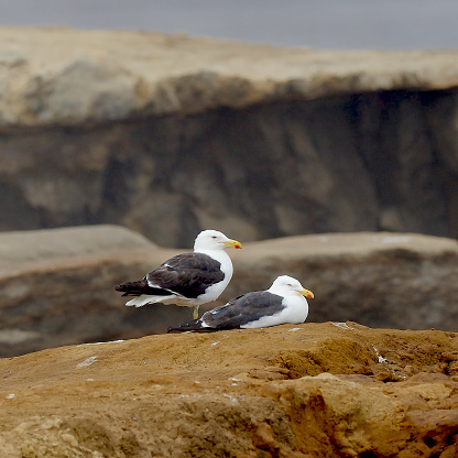 Two adult Kelp Gulls (Larus dominicanus) rests on a cliff in southern Chile.