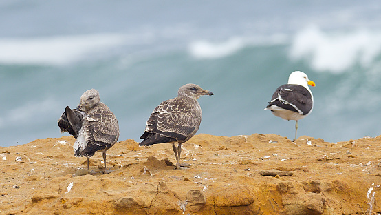 Two fledgling Kelp Gulls (Larus dominicanus) rest on a cliff by their nest-site in southern Chile while a parent stands guard nearby.