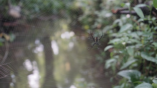 The spider makes a web above water stream