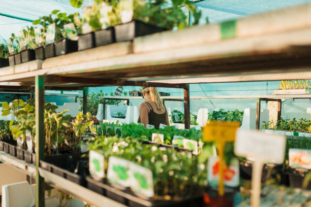 istock A gardener woman working at nursery 1305105158