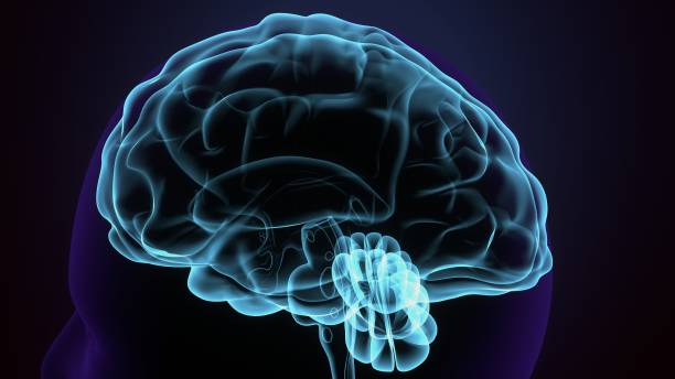 istock 3d render of human body brain anatomy. 1305107088