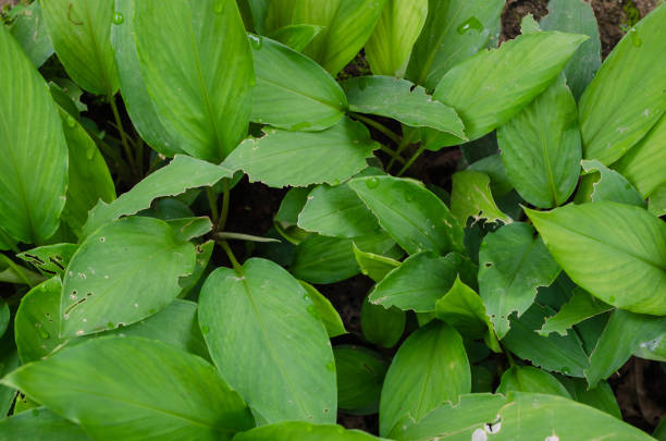 istock Green Leaves of Plants. 1305107833