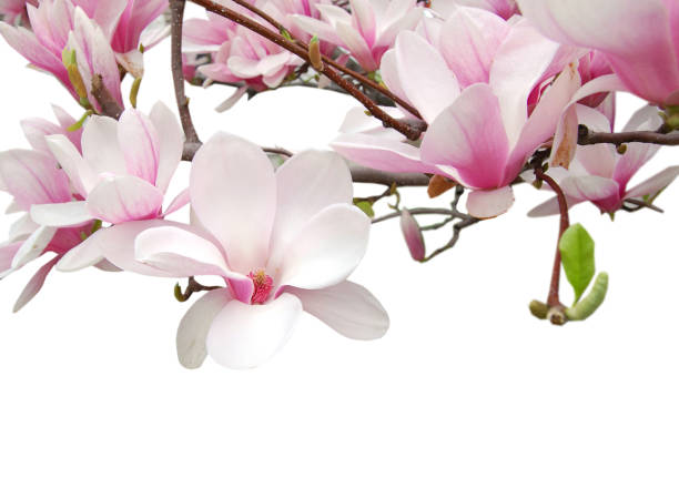 Magnolia flowers on white background