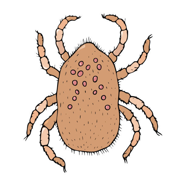 istock Animal and human mite pest anatomy 1305108463
