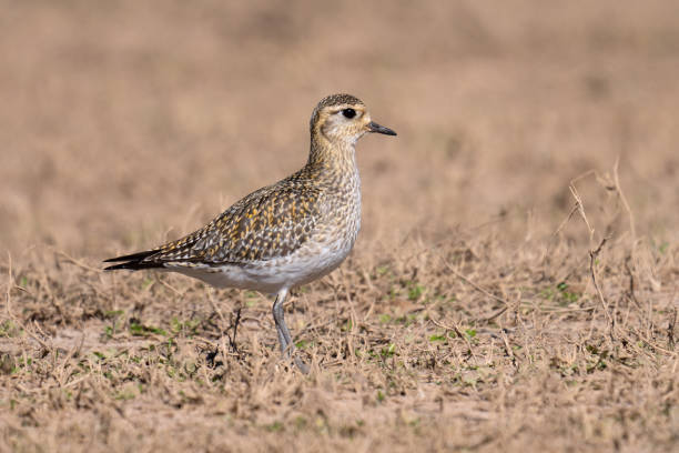 istock Pluvialis apricaria 1305111558