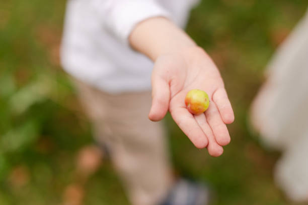 istock boy holding a small green apple in his hands 1305111599
