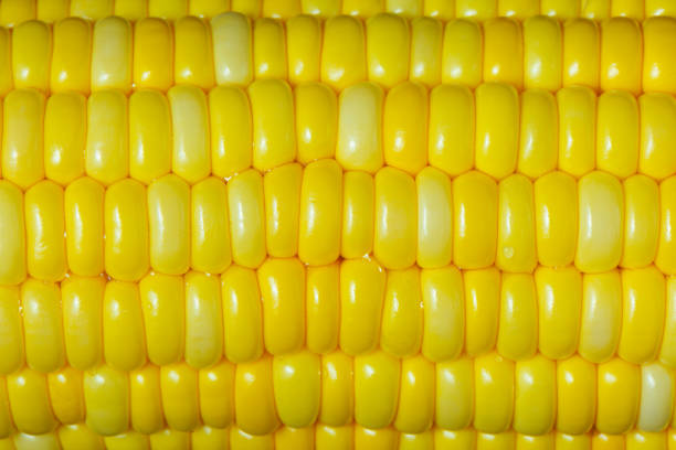 semi ravvicinati di mais dolce di fila. una goccia d'acqua sul seme giallo. sfondo astratto e consistenza di mais freschezza. - corn on the cob corn cooked boiled foto e immagini stock