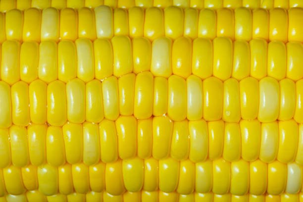 연속 달콤한 옥수수의 씨앗을 닫습니다. 노란 씨앗에 물 한 방울. 추상적인 배경과 신선도 옥수수의 질감. - corn on the cob corn cooked boiled 뉴스 사진 이미지