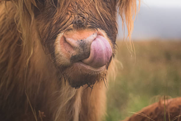 istock Tongue and Nostril 1305111709