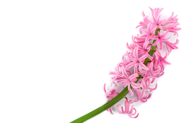 istock a sprig of blooming spring hyacinth close-up on a white isolated background. 1305111941