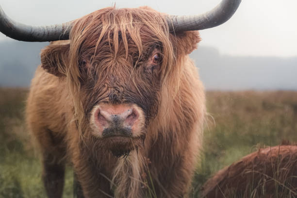 istock Hairy Coo, Loch Awe 1305112127