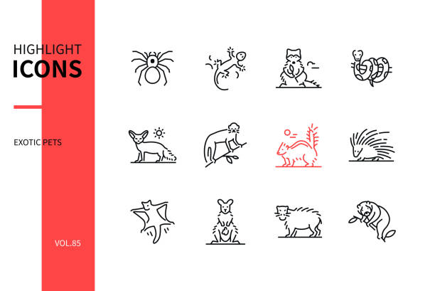 Exotic pets - modern line design style icons set Exotic pets - modern line design style icons set on white background. A collection of animals. Tarantula, gecko, racoon, ball python, fennec fox, skunk, porcupine, wallaby, capybara, slow loris images exotic pets stock illustrations