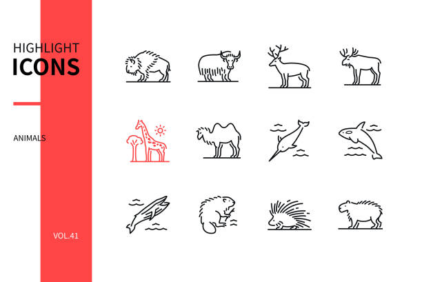 ilustrações, clipart, desenhos animados e ícones de coleção de animais - ícones modernos de estilo de design de linha definidos - porco espinho