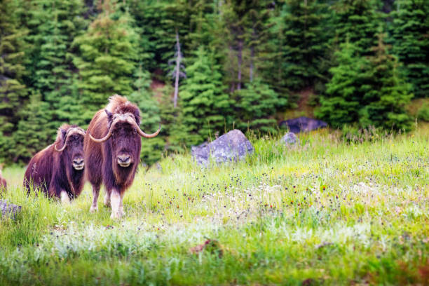 Young buffalos climbing up a hill on a Summer day, looking quietly at the camera.