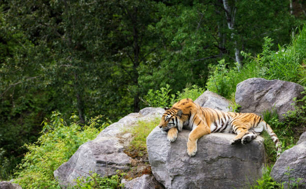 tygrys syberyjski spoczywający na skale w przyrodzie - wild tiger zdjęcia i obrazy z banku zdjęć