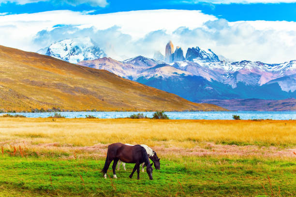 istock Pair of South American wild mustangs 1305115646