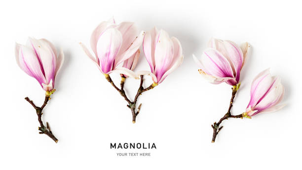 flor de magnolia, estandarte creativo con hermosas flores de primavera - magnolia white blossom flower fotografías e imágenes de stock