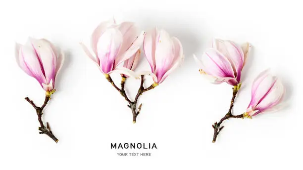 Magnolia blossom. Creative banner with beautiful pink spring flowers isolated on white background. Springtime concept. Flat lay, top view, floral design