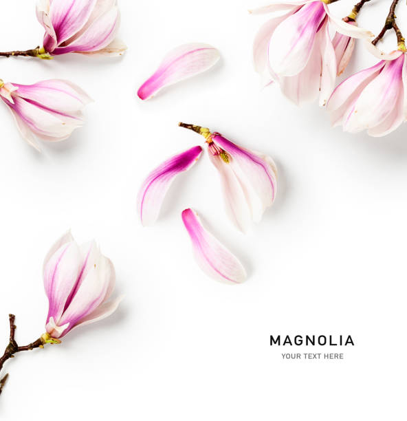 istock Magnolia blossom, creative layout with beautiful spring flowers 1305117132