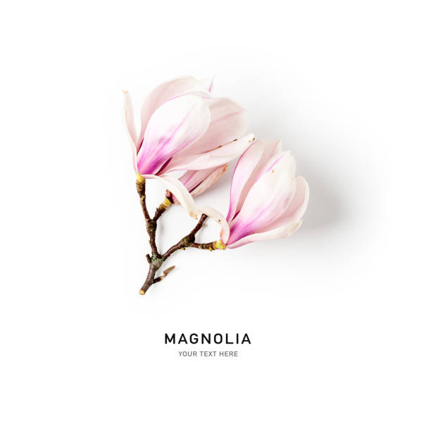 istock Magnolia blossom, beautiful spring flowers 1305117294