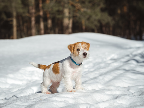 Portrait of a Jack Russell Terrier puppy in the snow .
