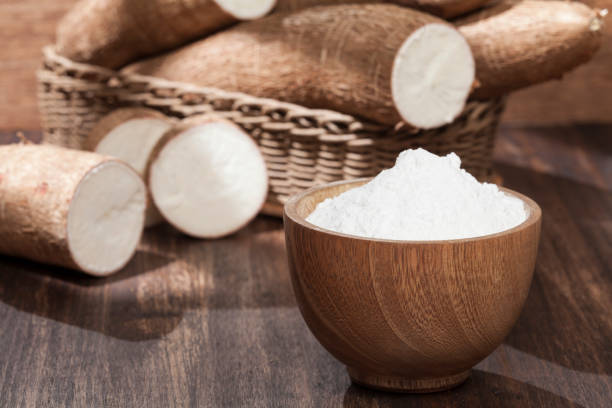 istock Organic raw Cassava Root Starch - Manihot esculenta. 1305119180