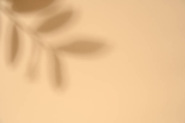 istock Abstract background with shadows of the leaves on a beige wall. 1305122157