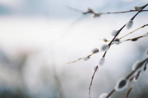 猫柳の背景 - goat willow ストックフォトと画像