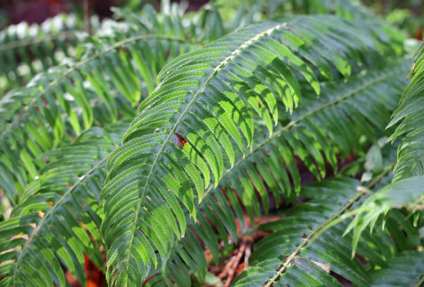 istock Green Ferns in British Columbia, Canada 1305123233