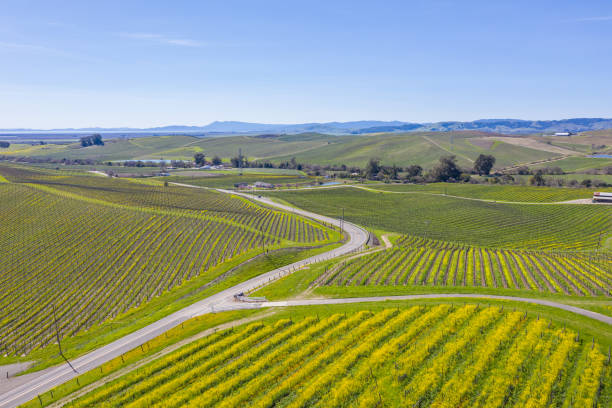 Aerial View of Winding Road through Napa An aerial view of bright yellow mustard plants covering the rows in a vineyard with a winding road through the hills. napa county stock pictures, royalty-free photos & images