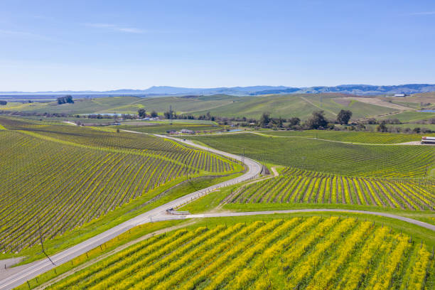 aerial view of winding road through napa - vineyard in a row crop california imagens e fotografias de stock