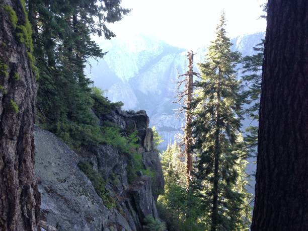 istock Silhouetted Trees in Yosemite National Park 2 1305125026