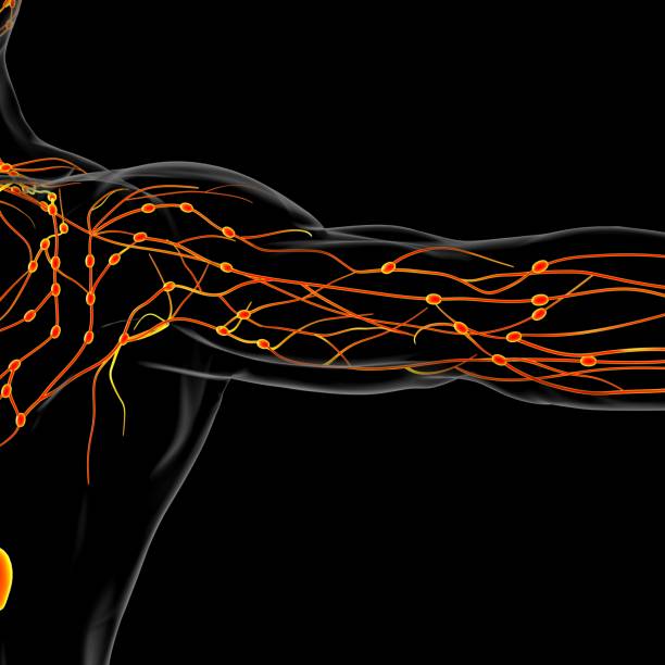 istock Human Lymph Nodes Anatomy For Medical Concept 3D Rendering 1305132806