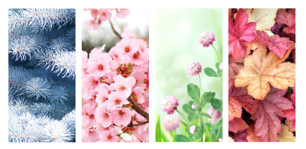 istock Four seasons of year 1305133063